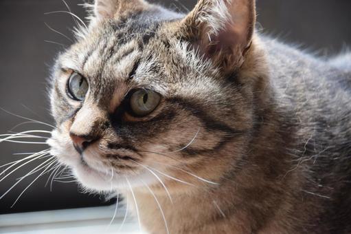 Photo, thinking, cat feelings, cat time, 