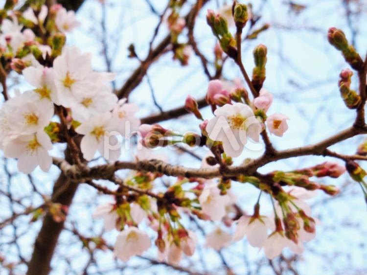 桜が咲いたよ！6 きれい,綺麗,キレイの写真素材