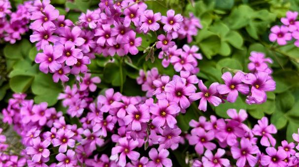 春の庭を彩るピンクのオキザリスの花 春の庭を彩るピンクのオキザリスの花 オキザリス,カタバミ,花の写真素材