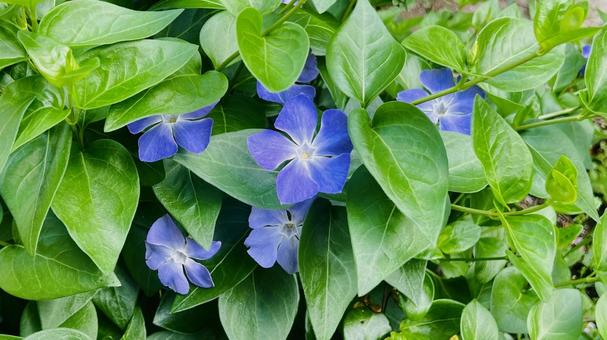 紫の花 紫の花 紫,花,葉の写真素材