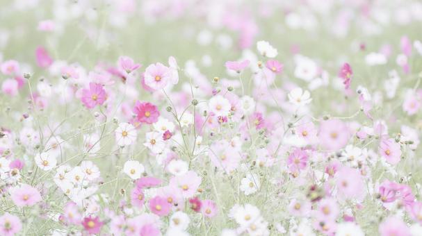 彩度低めパステル調のコスモス畑ワイド 彩度低めパステル調のコスモス畑ワイド コスモス,花畑,ハイキーの写真素材