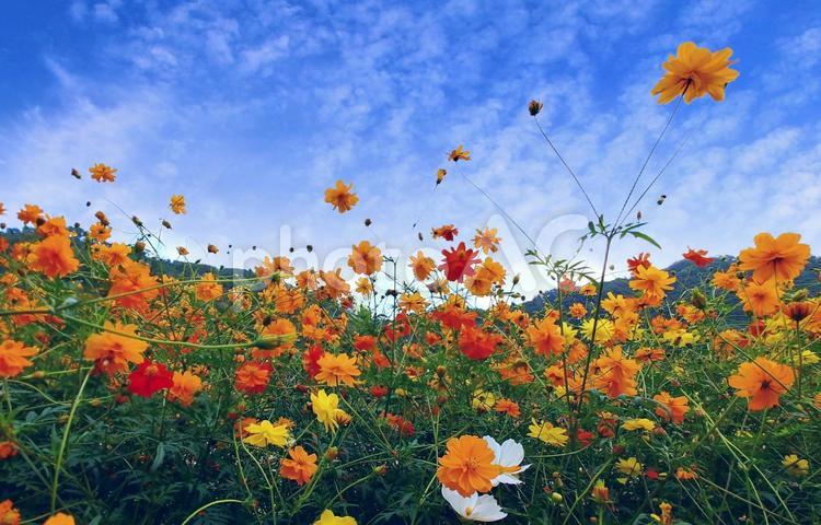 満開のオレンジ系キバナコスモスの花と秋空 秋桜,花,キバナコスモスの写真素材