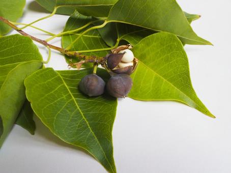 Leaves and tree nuts, autumn, plant, leaf, JPG