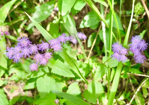 小さなユーパトリウム1 ユーパトリウム,セイヨウフジバカマ,花の写真素材