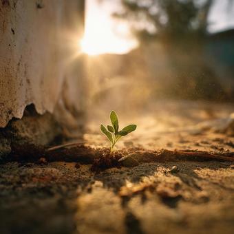 逆境に負けない新芽の強さ 逆境に負けない新芽の強さの写真