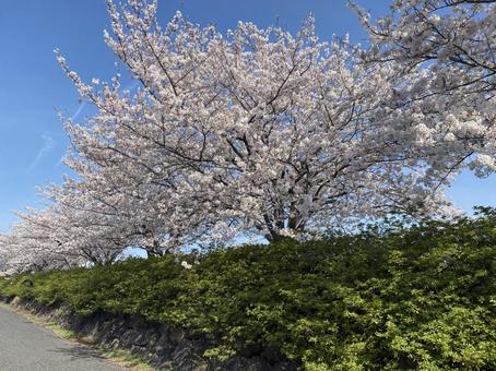 桜 桜の写真
