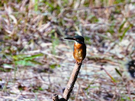 草地にたつ枯れ枝にとまるカワセミ4 草地にたつ枯れ枝にとまるカワセミ4の写真