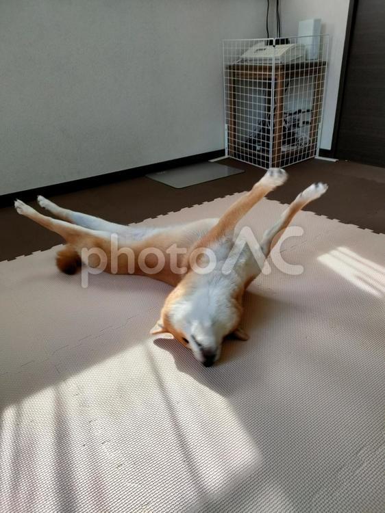 へそ天で思いっきり伸びる柴犬くるみです！ 犬,柴犬,シバの写真素材