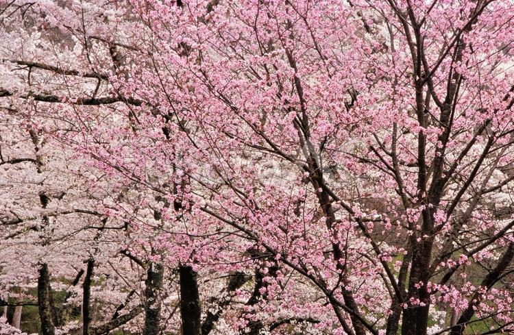 山桜と吉野桜の競演 桜,山桜,吉野桜の写真素材