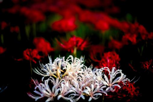 <Goto scenery> Red spider lilies blooming in the autumn grassland, JPG