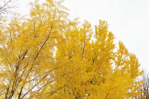 イチョウ　紅葉 イチョウ,黄色い,紅葉の写真素材