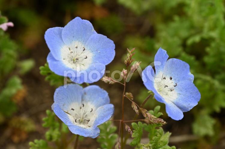高崎市にある希望の丘で撮ったネモヒラの花 春,カラー,可憐の写真素材