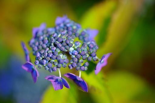 Photo, yamah hydrangea, sawas azai, hydrangeae, 