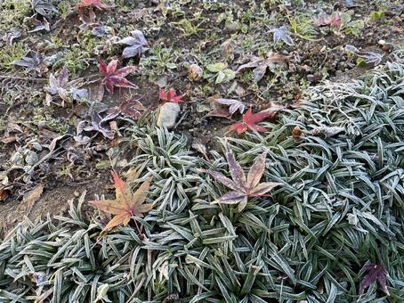 霜が降りた庭 庭,ガーデン,ガーデニングの写真素材