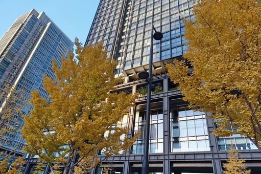 東京・丸の内の紅葉 丸の内,秋,紅葉の写真素材