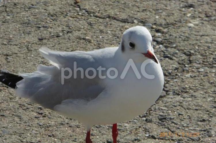 カモメのアップ カモメ,鳥,夏の写真素材