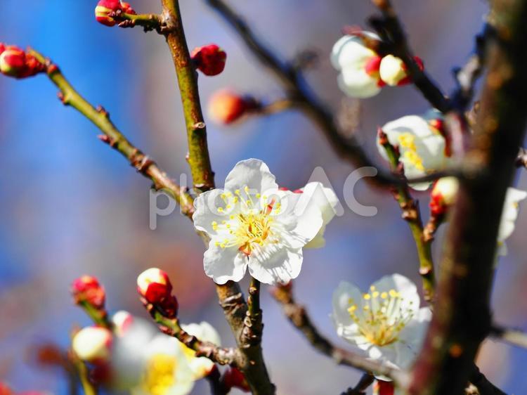 梅の花　１５ 梅,梅の木,初春の写真素材