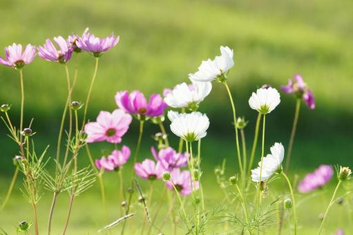 コスモスの花の写真