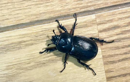 フローリングを歩くコカブトムシ フローリングを歩くコカブトムシ コカブトムシ,昆虫,珍しいの写真素材
