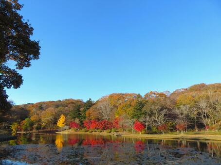秋の笠間市北山公園 秋,１０月,１１月の写真素材