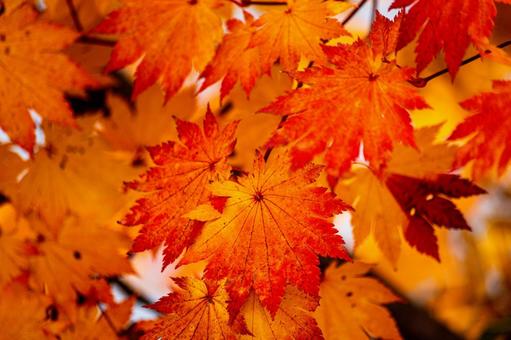Photo, autumn leaves, up, hokkaido, 