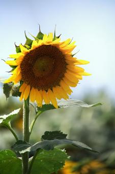 晴れた日に咲くひまわり 晴れた日に咲くひまわり ひまわり,向日葵,夏の写真素材
