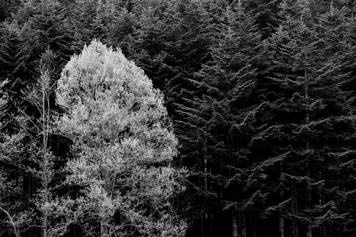森の中の小さな風景 森の中の小さな風景の写真