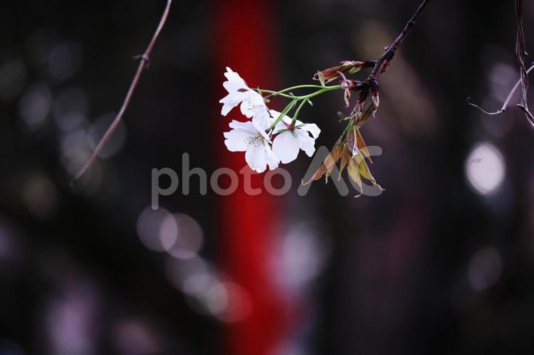 春の訪れと美しい桜の花 桜,花,春の写真素材