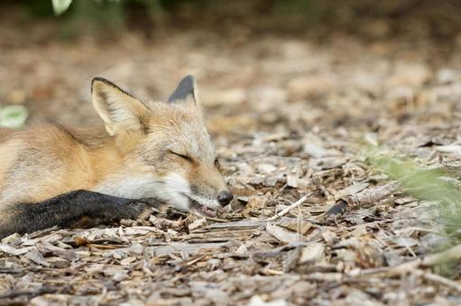 キツネ キツネ 動物,生き物,野生動物の写真素材