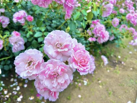 薔薇 薔薇の写真