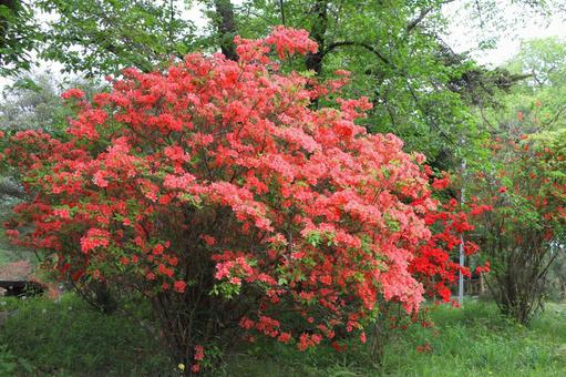 埼玉県鳩山町おしゃもじ山公園のつつじ 埼玉県鳩山町おしゃもじ山公園のつつじ 躑躅,ツツジ,花の写真素材