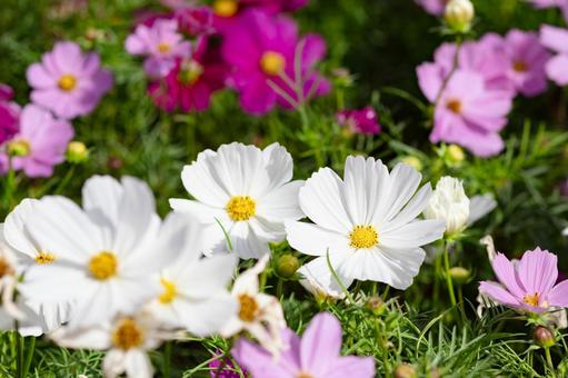 コスモス コスモス,白,ピンクの写真素材