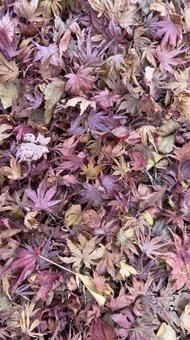 秋の庭の風景　色とりどりの紅葉の落ち葉 もみじ,秋の庭,歩道の写真素材