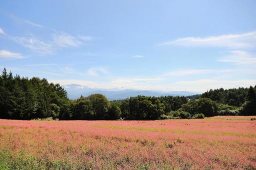 赤そばの里5 赤そばの里5 赤そば,赤蕎麦,箕輪町の写真素材
