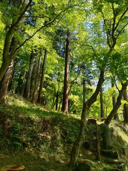 山中の道 新緑の季節 風景 山中の道 新緑の季節 風景 山,自然,天気いいの写真素材