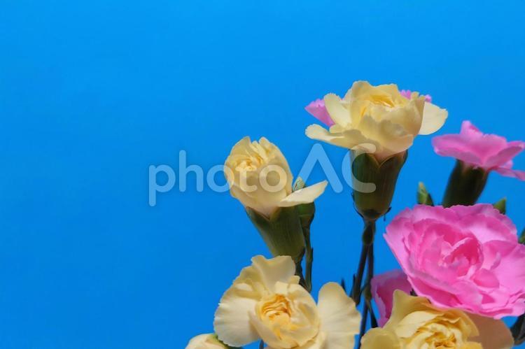 母の日にカーネーションをプレゼント 母の日,カーネーション,花の写真素材