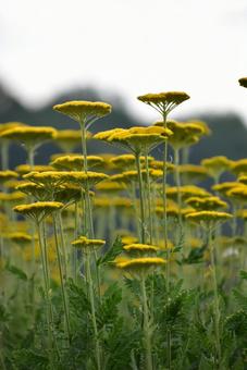 北海道 黄色い傘のような花 ノコギリソウ 北海道 黄色い傘のような花 ノコギリソウの写真