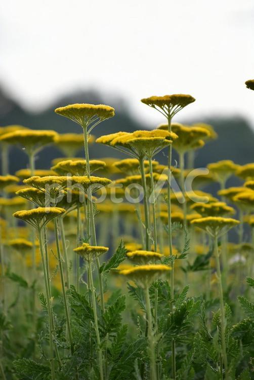 北海道　黄色い傘のような花　ノコギリソウ 北海道,ノコギリソウ,黄色の写真素材
