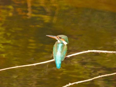 紅葉が映る水面の上にとまるカワセミ2 カワセミ,鳥,鳥類の写真素材
