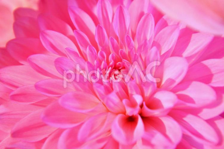ダリヤ ピンク,ダリヤ,マクロの写真素材