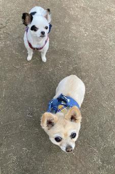 犬 犬の写真