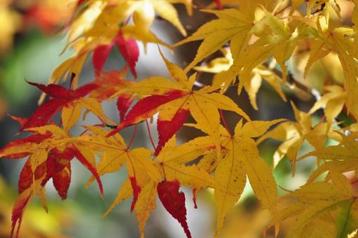 Colored autumn leaves, JPG