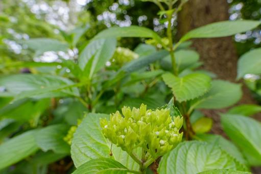 初夏の緑の紫陽花蕾 初夏の緑の紫陽花蕾の写真