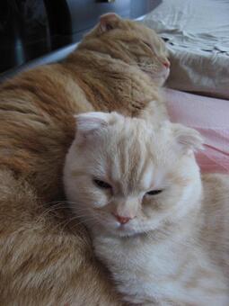 添い寝する猫 添い寝,ふわふわ,しましまの写真素材