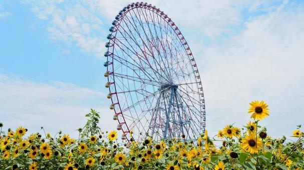 葛西臨海公園・ひまわり&観覧車・江戸川区 葛西臨海公園・ひまわり&観覧車・江戸川区の写真