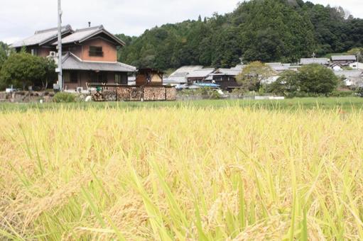 稲穂　お米 稲穂,お米,畑の写真素材