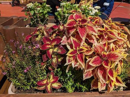 花壇 花壇の写真