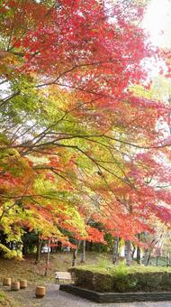 紅葉-1317 紅葉,モミジ,赤の写真素材