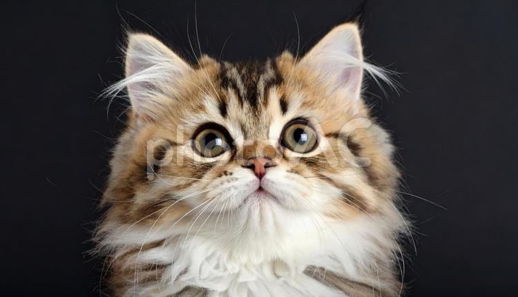 上を見上げる可愛い子猫 猫,子猫,ペットの写真素材