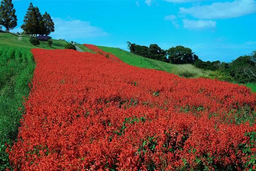 淡路島 あわじ花さじき㉗ サルビア 淡路島 あわじ花さじき㉗ サルビア 兵庫県,あわじ花さじき,サルビアの写真素材